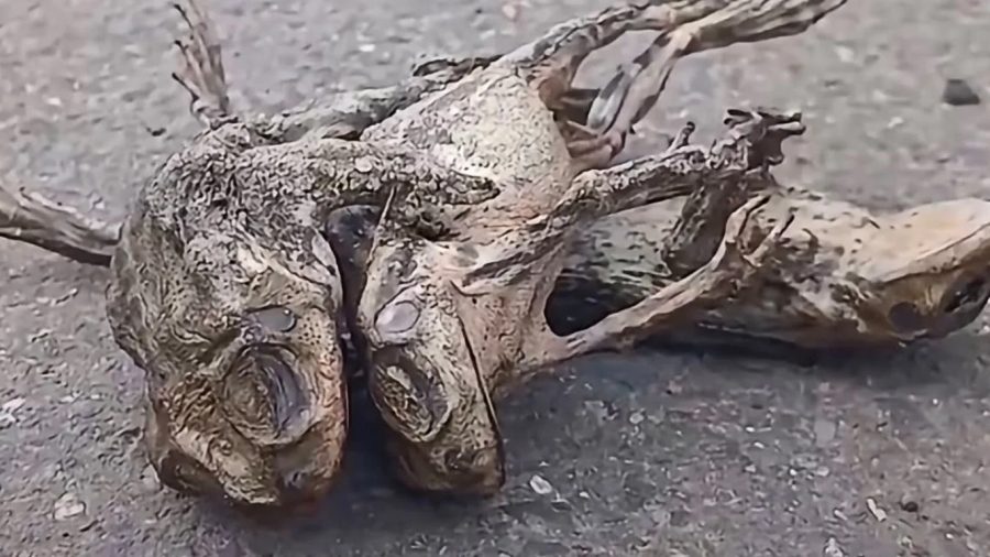 Sapos morrem eletrocutados após tempestade no litoral gaúcho