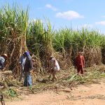 Câmara aprova projeto que prevê incentivos para a produção de cana no Nordeste
