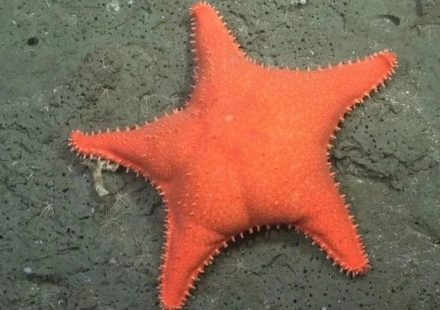 Cientistas mandam robô a abismo no Atlântico e encontram ‘Patrick Estrela’ da vida real a milhares de metros de profundidade