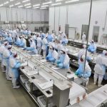 Copacol quer ampliar produção de tilápia para 300 mil por dia em 2027