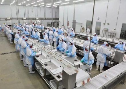 Copacol quer ampliar produção de tilápia para 300 mil por dia em 2027