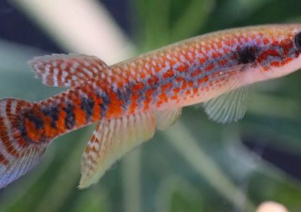 Espécie de 'peixe das nuvens' recém-descoberta no Amapá já corre risco de extinção; entenda